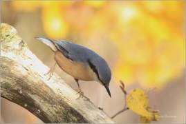<p>BRHLÍK LESNÍ (Sitta europaea) ---- /Eurasian nuthatch - Kleiber/</p>
